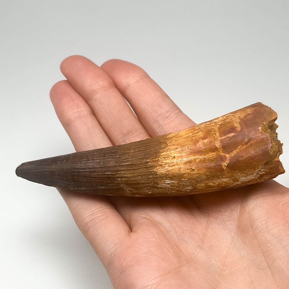 Fossilized Spinosaurus Tooth Specimen - Rocks and Gems Canada