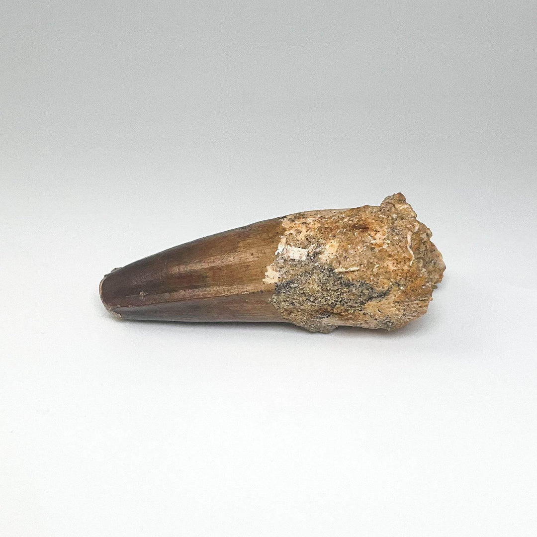 Fossilized Spinosaurus Tooth Specimen - Rocks and Gems Canada