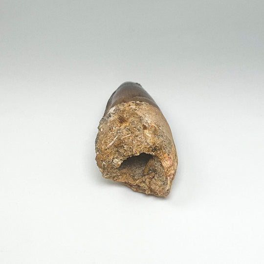 Fossilized Spinosaurus Tooth Specimen - Rocks and Gems Canada