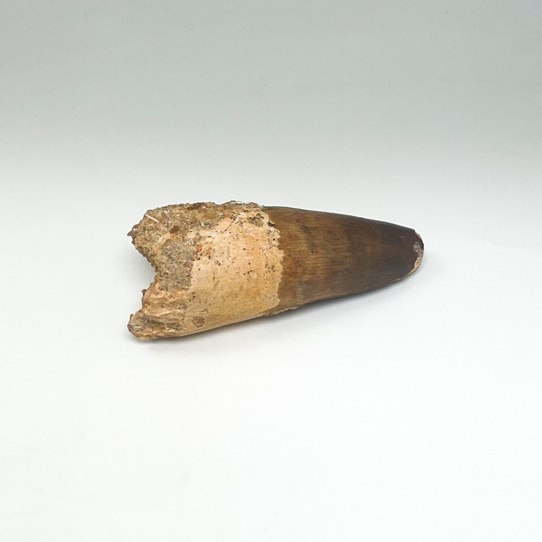 Fossilized Spinosaurus Tooth Specimen - Rocks and Gems Canada