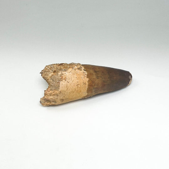 Fossilized Spinosaurus Tooth Specimen - Rocks and Gems Canada