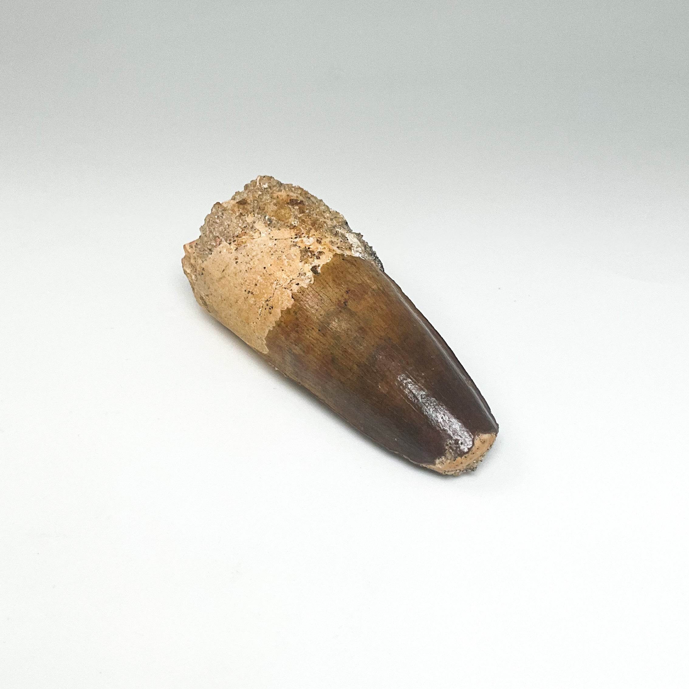 Fossilized Spinosaurus Tooth Specimen - Rocks and Gems Canada