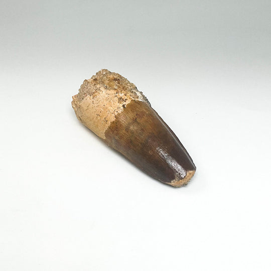 Fossilized Spinosaurus Tooth Specimen - Rocks and Gems Canada
