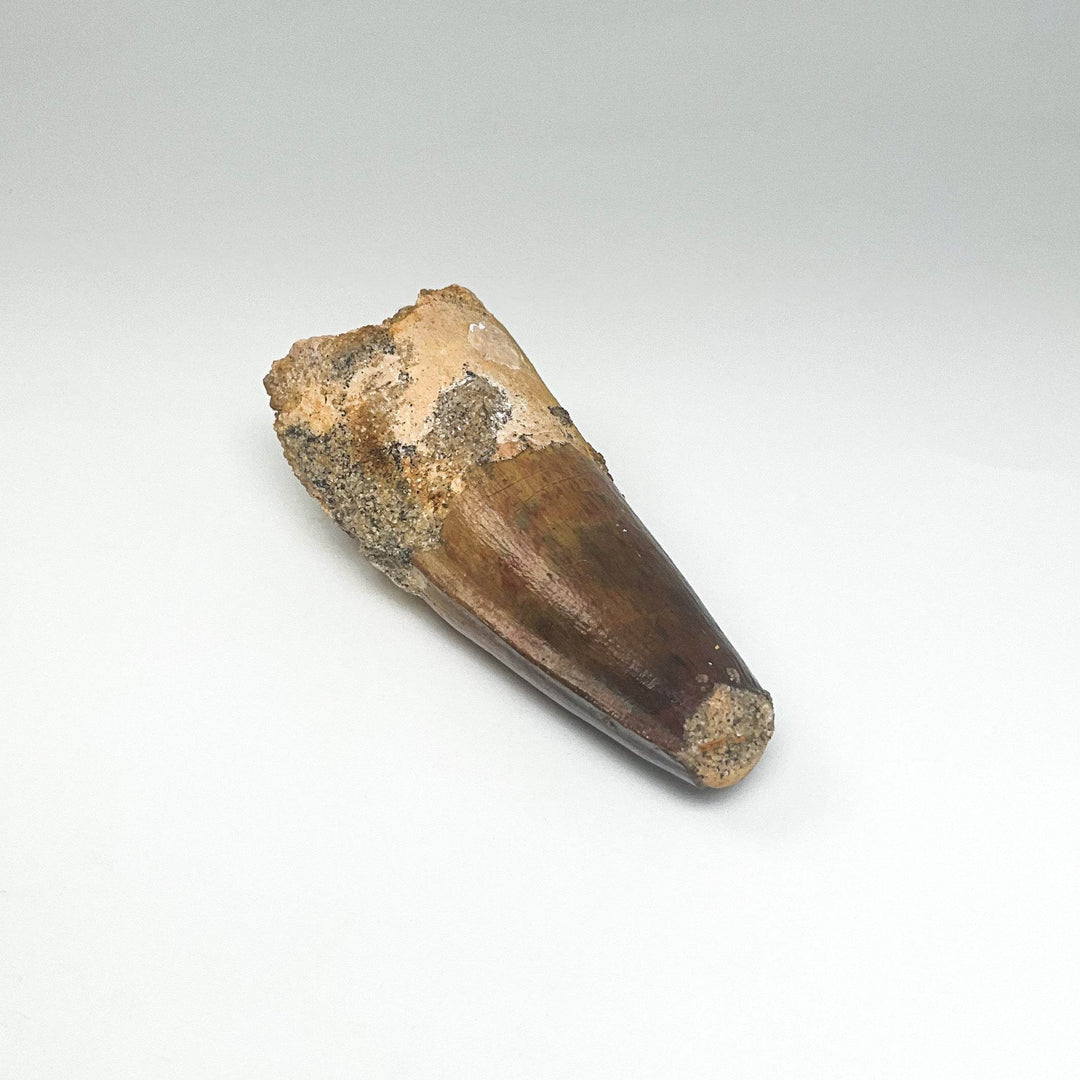 Fossilized Spinosaurus Tooth Specimen - Rocks and Gems Canada
