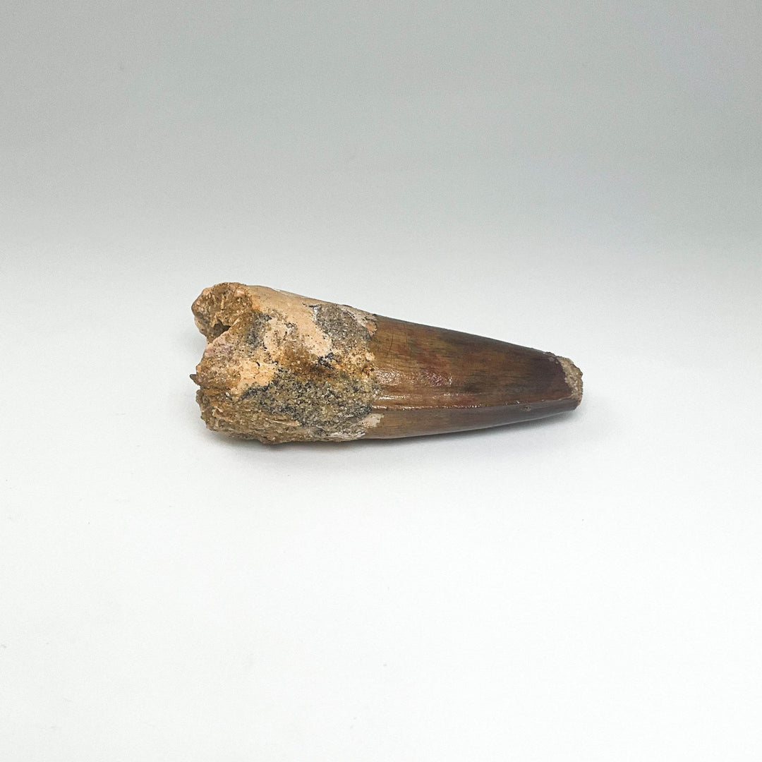 Fossilized Spinosaurus Tooth Specimen - Rocks and Gems Canada