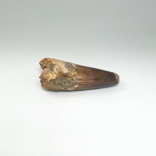 Fossilized Spinosaurus Tooth Specimen - Rocks and Gems Canada