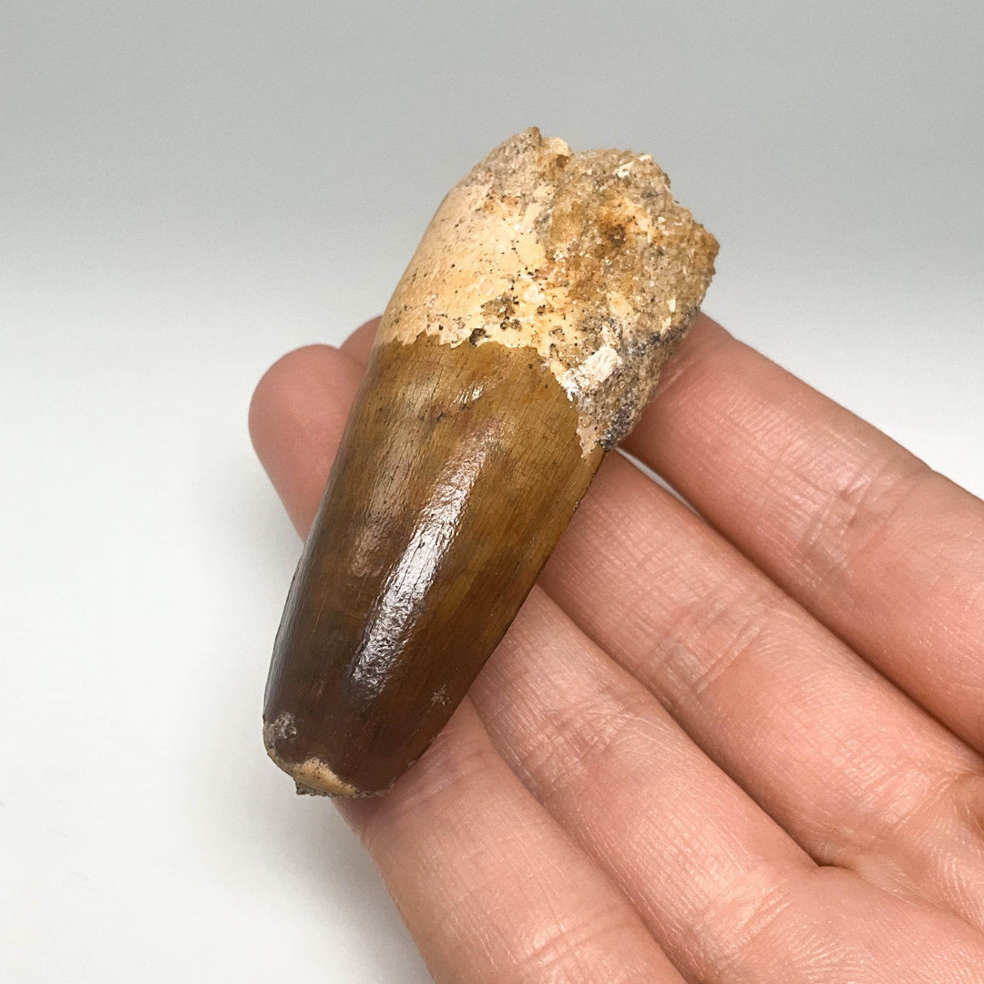 Fossilized Spinosaurus Tooth Specimen - Rocks and Gems Canada