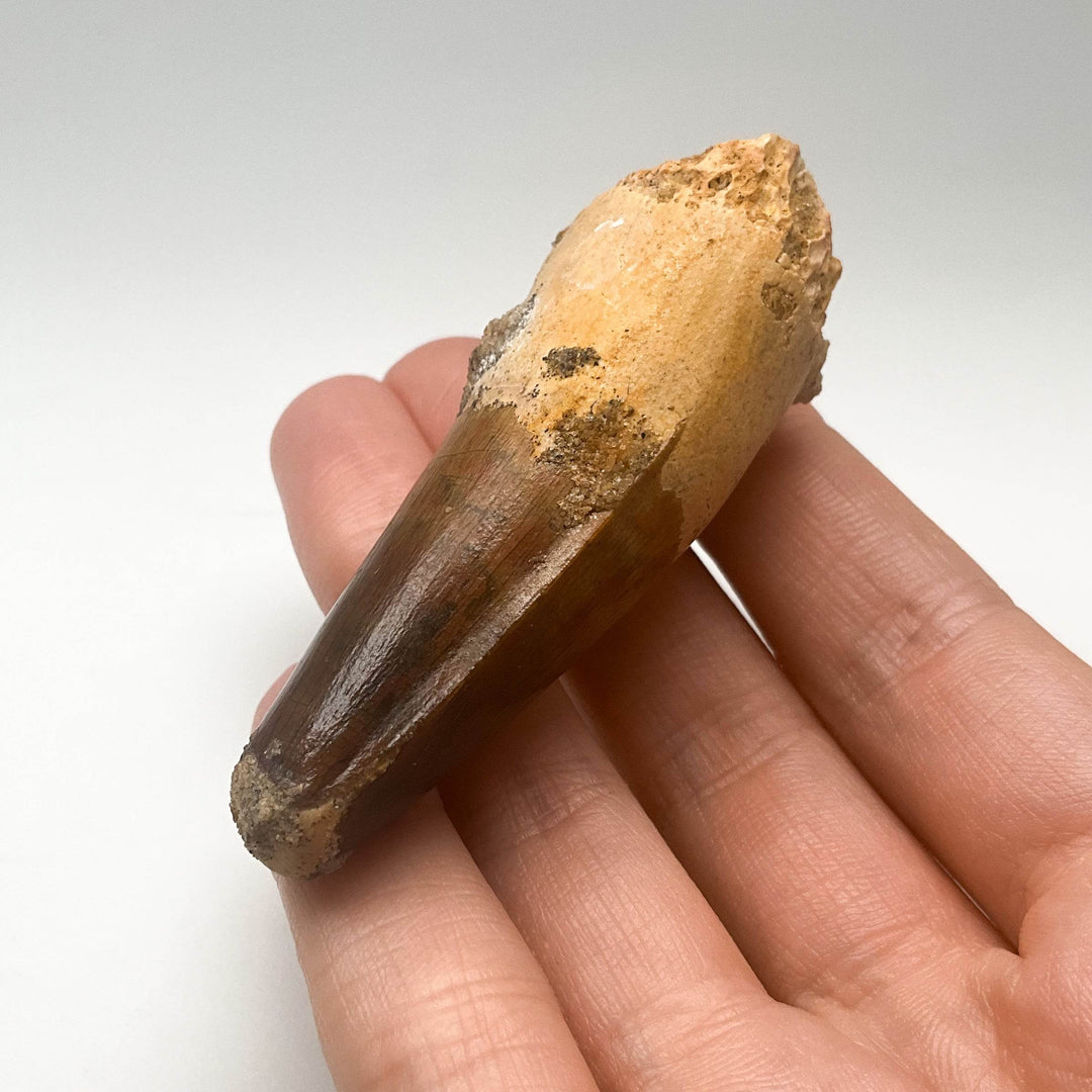 Fossilized Spinosaurus Tooth Specimen - Rocks and Gems Canada