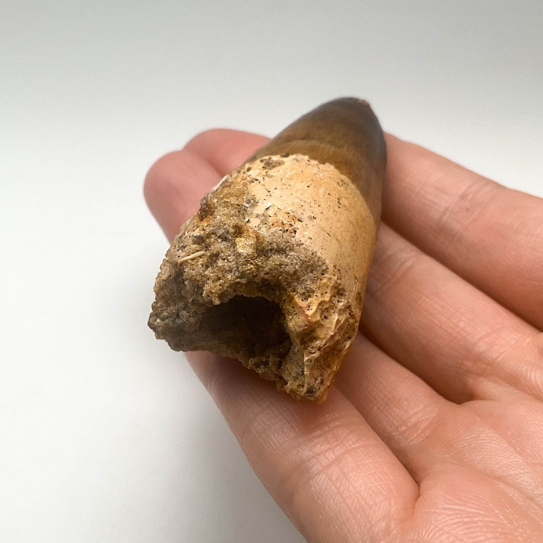 Fossilized Spinosaurus Tooth Specimen - Rocks and Gems Canada