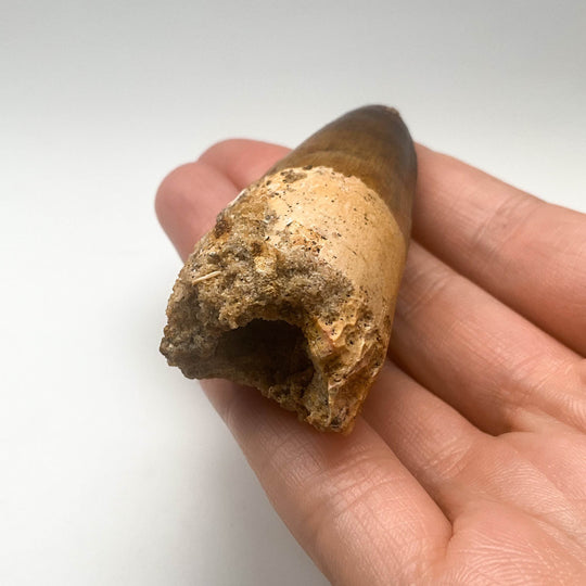 Fossilized Spinosaurus Tooth Specimen - Rocks and Gems Canada