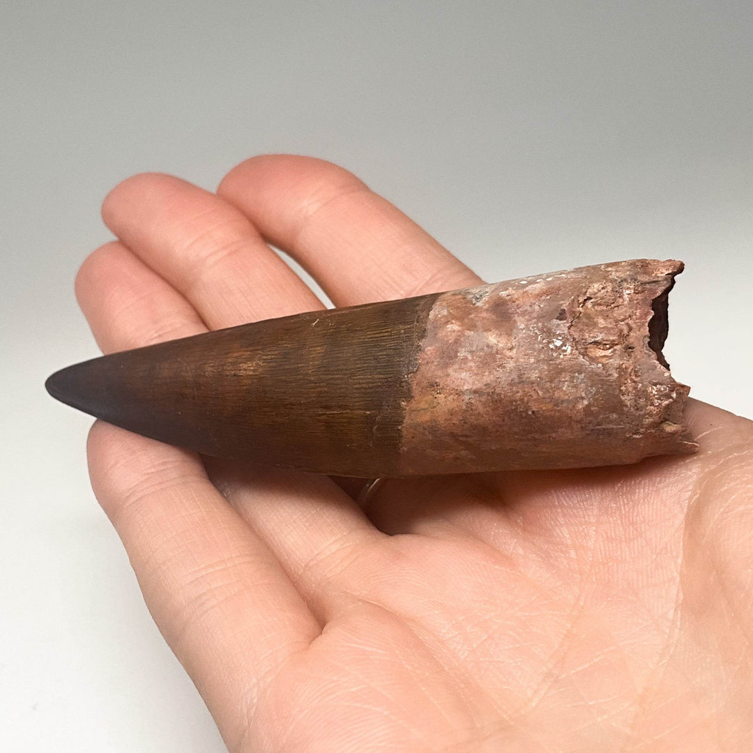 Fossilized Spinosaurus Tooth Specimen - Rocks and Gems Canada