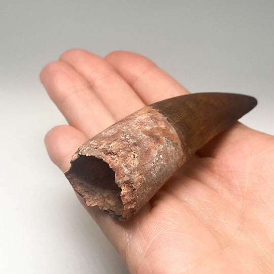 Fossilized Spinosaurus Tooth Specimen - Rocks and Gems Canada