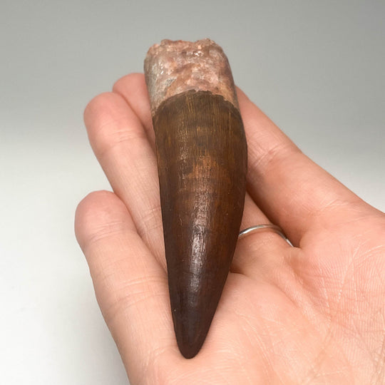 Fossilized Spinosaurus Tooth Specimen - Rocks and Gems Canada