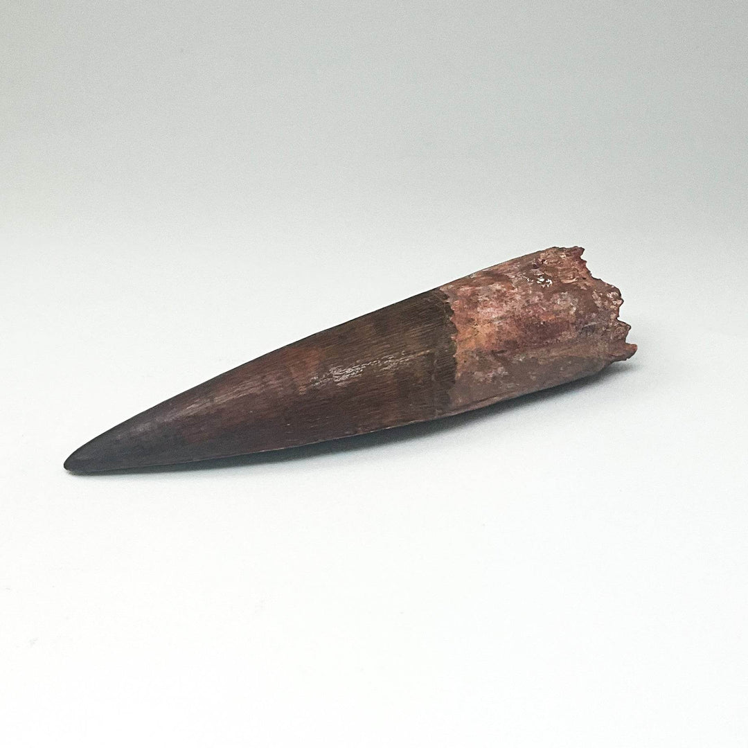 Fossilized Spinosaurus Tooth Specimen - Rocks and Gems Canada