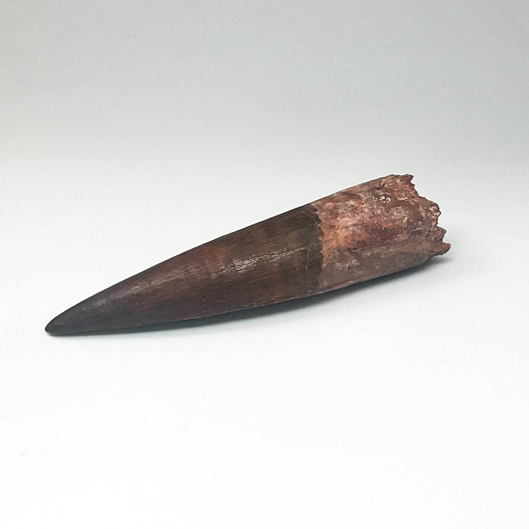 Fossilized Spinosaurus Tooth Specimen - Rocks and Gems Canada