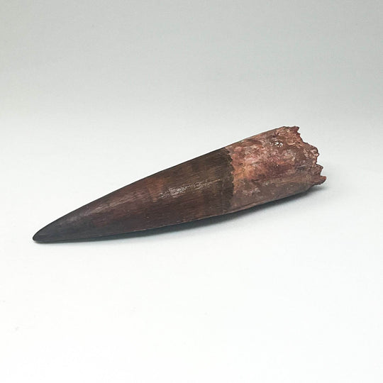 Fossilized Spinosaurus Tooth Specimen - Rocks and Gems Canada