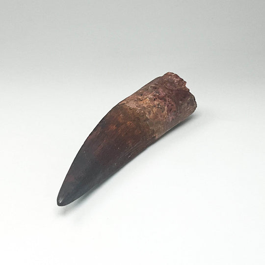 Fossilized Spinosaurus Tooth Specimen - Rocks and Gems Canada