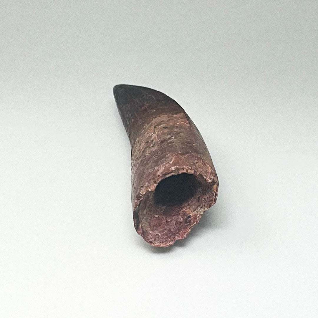 Fossilized Spinosaurus Tooth Specimen - Rocks and Gems Canada