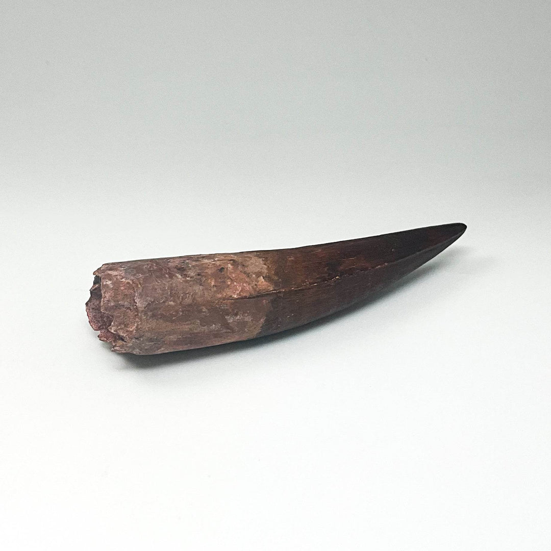 Fossilized Spinosaurus Tooth Specimen - Rocks and Gems Canada