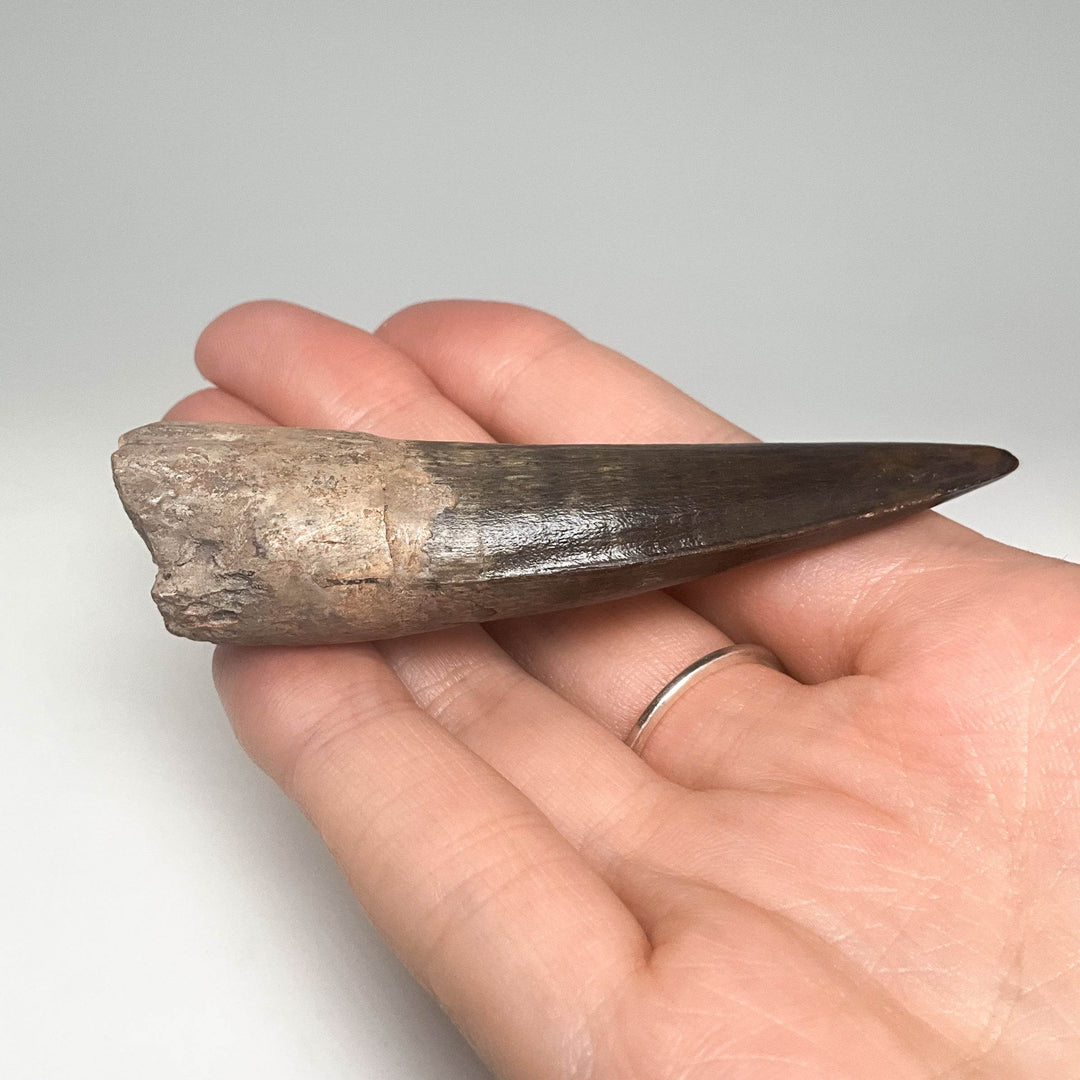 Fossilized Spinosaurus Tooth Specimen - Rocks and Gems Canada