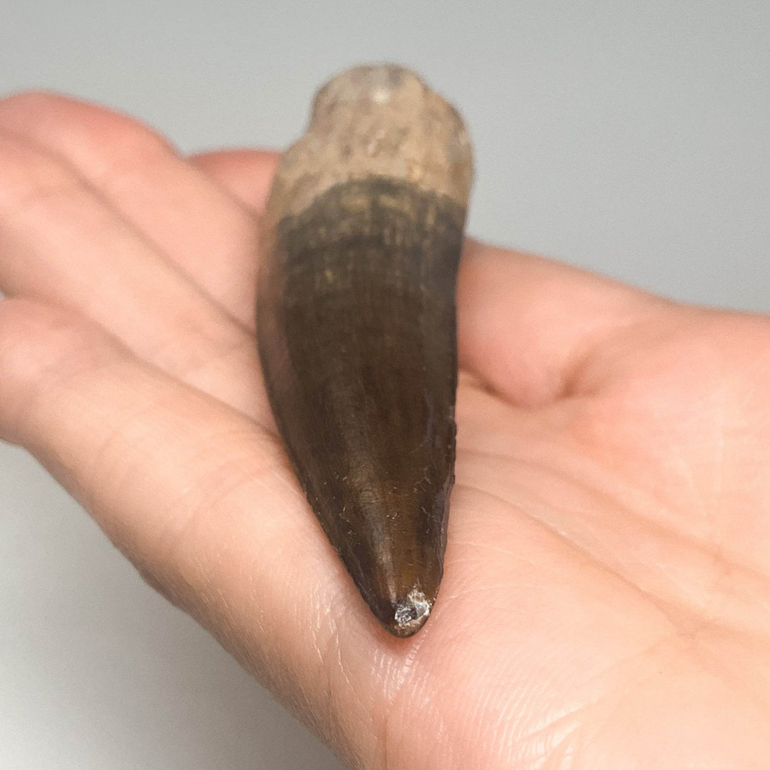 Fossilized Spinosaurus Tooth Specimen - Rocks and Gems Canada