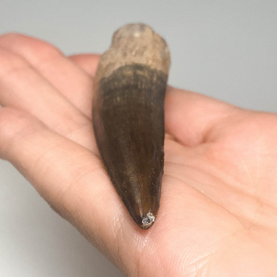 Fossilized Spinosaurus Tooth Specimen - Rocks and Gems Canada