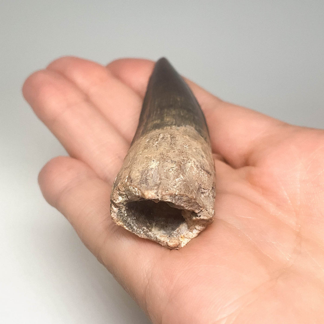 Fossilized Spinosaurus Tooth Specimen - Rocks and Gems Canada