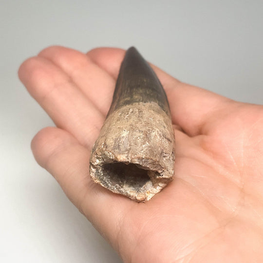 Fossilized Spinosaurus Tooth Specimen - Rocks and Gems Canada