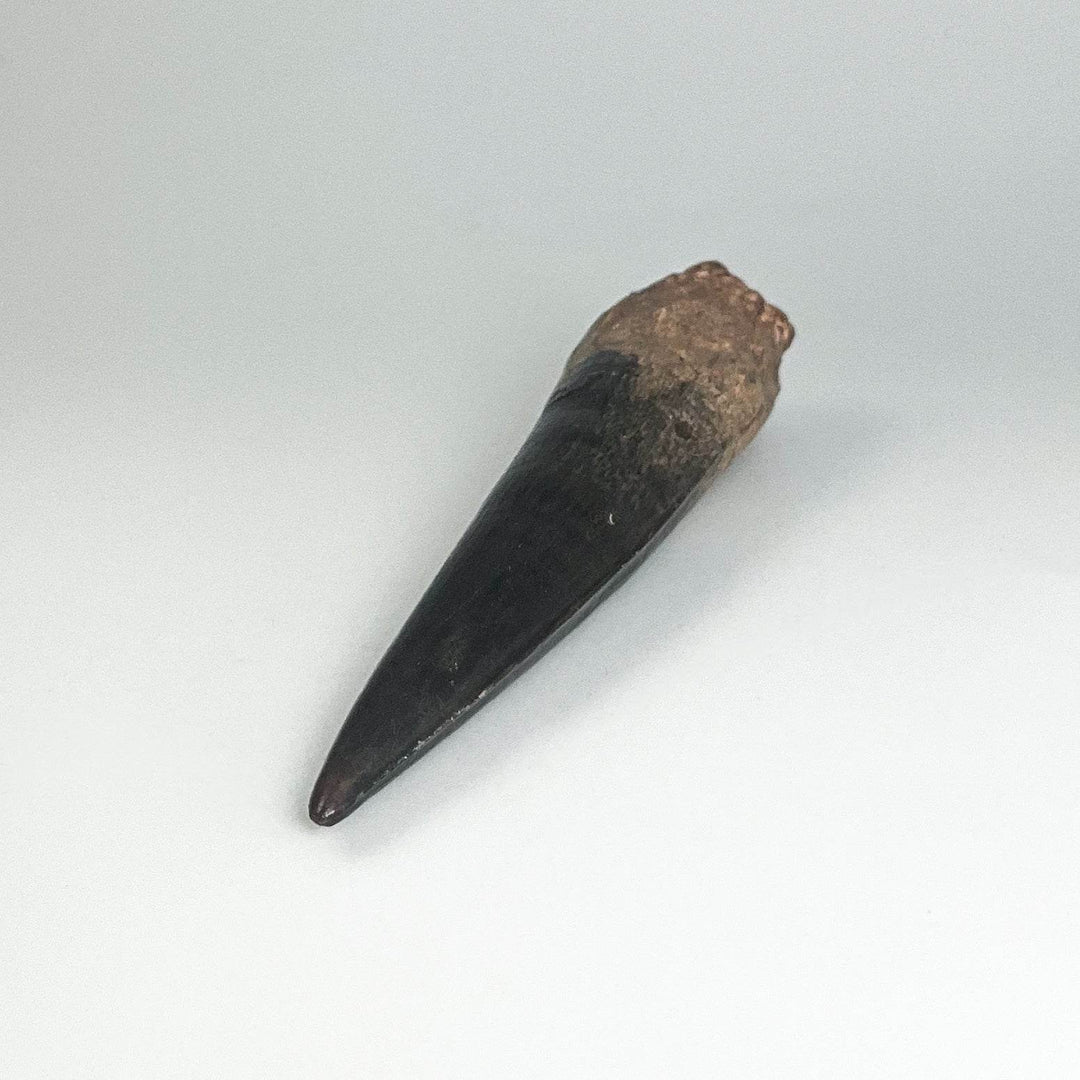 Fossilized Spinosaurus Tooth Specimen - Rocks and Gems Canada