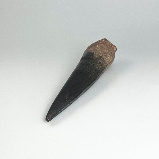 Fossilized Spinosaurus Tooth Specimen - Rocks and Gems Canada