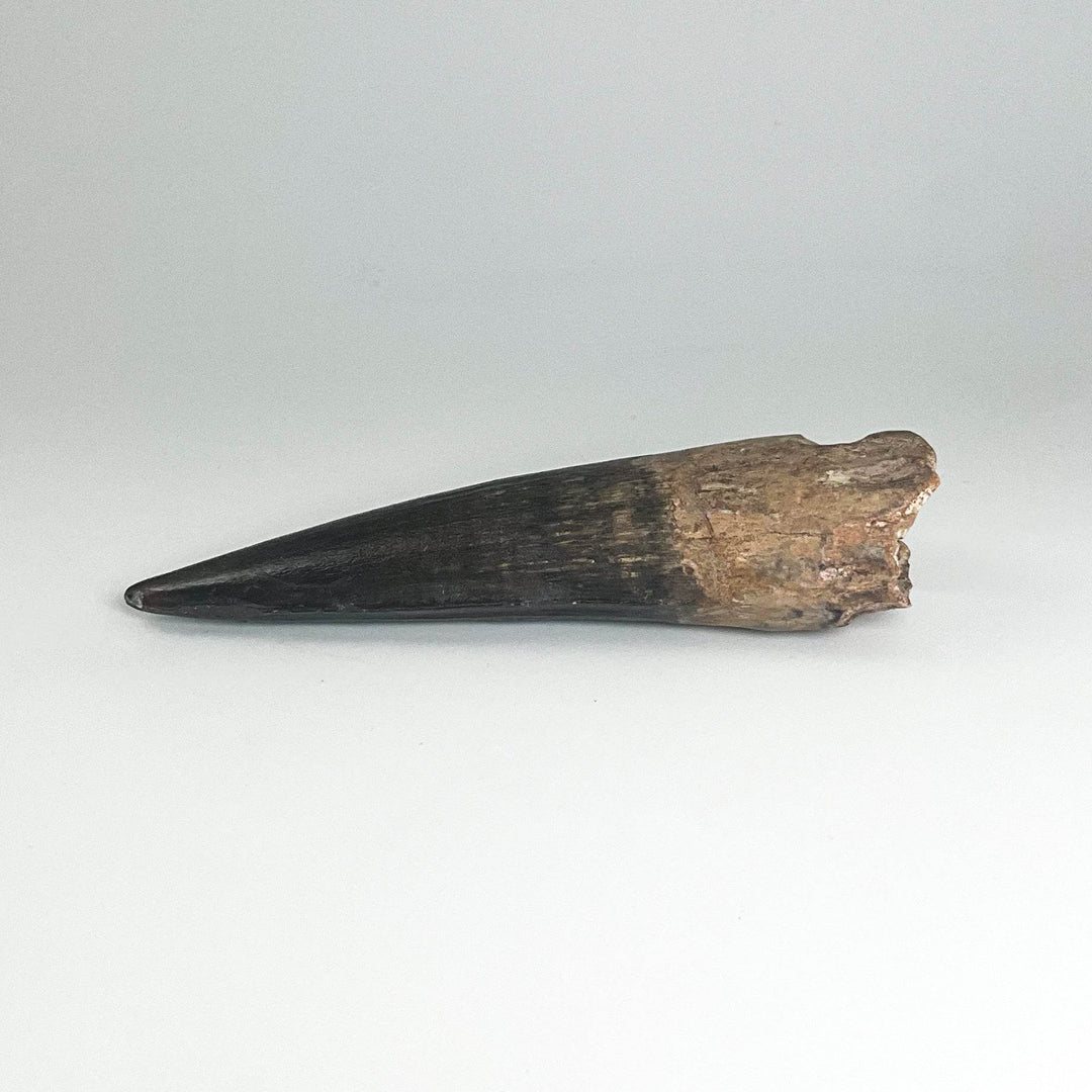 Fossilized Spinosaurus Tooth Specimen - Rocks and Gems Canada