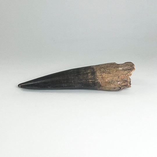 Fossilized Spinosaurus Tooth Specimen - Rocks and Gems Canada