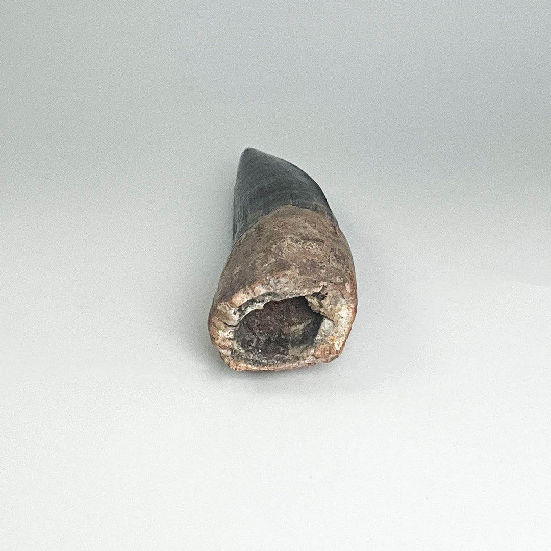 Fossilized Spinosaurus Tooth Specimen - Rocks and Gems Canada