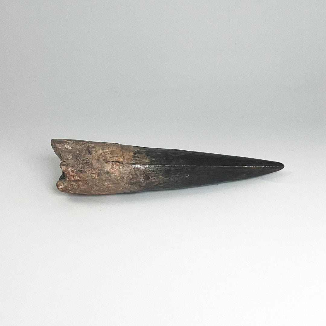 Fossilized Spinosaurus Tooth Specimen - Rocks and Gems Canada