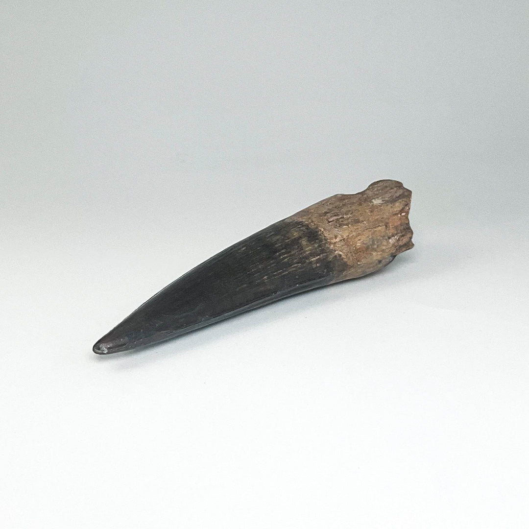 Fossilized Spinosaurus Tooth Specimen - Rocks and Gems Canada