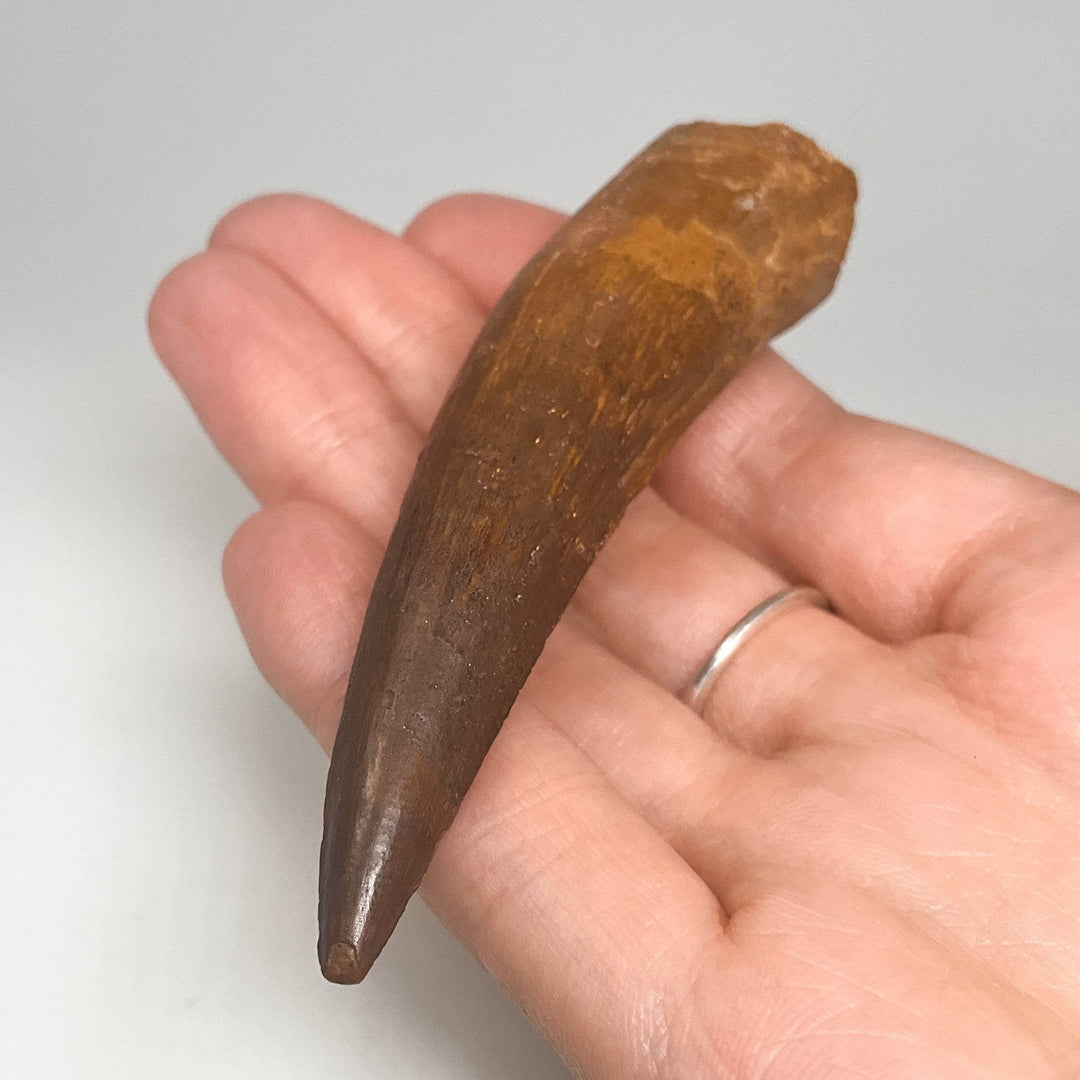 Fossilized Spinosaurus Tooth Specimen - Rocks and Gems Canada