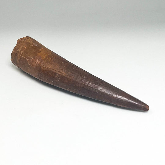 Fossilized Spinosaurus Tooth Specimen - Rocks and Gems Canada
