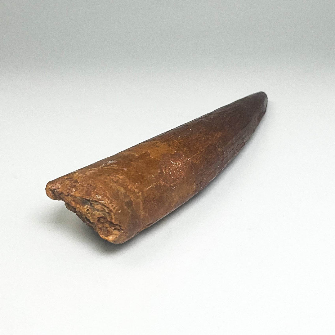 Fossilized Spinosaurus Tooth Specimen - Rocks and Gems Canada