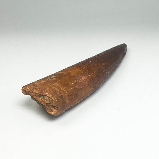 Fossilized Spinosaurus Tooth Specimen - Rocks and Gems Canada