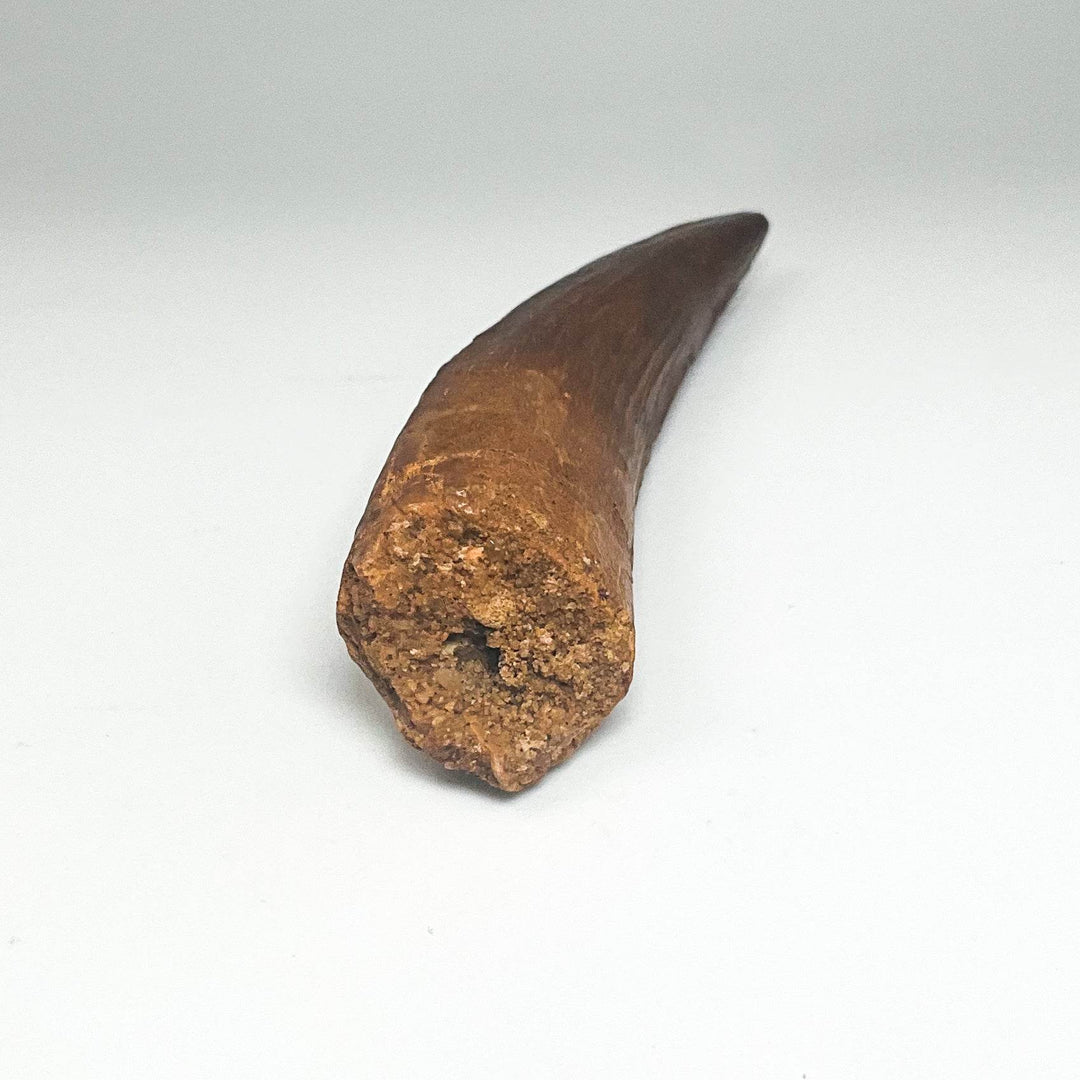 Fossilized Spinosaurus Tooth Specimen - Rocks and Gems Canada