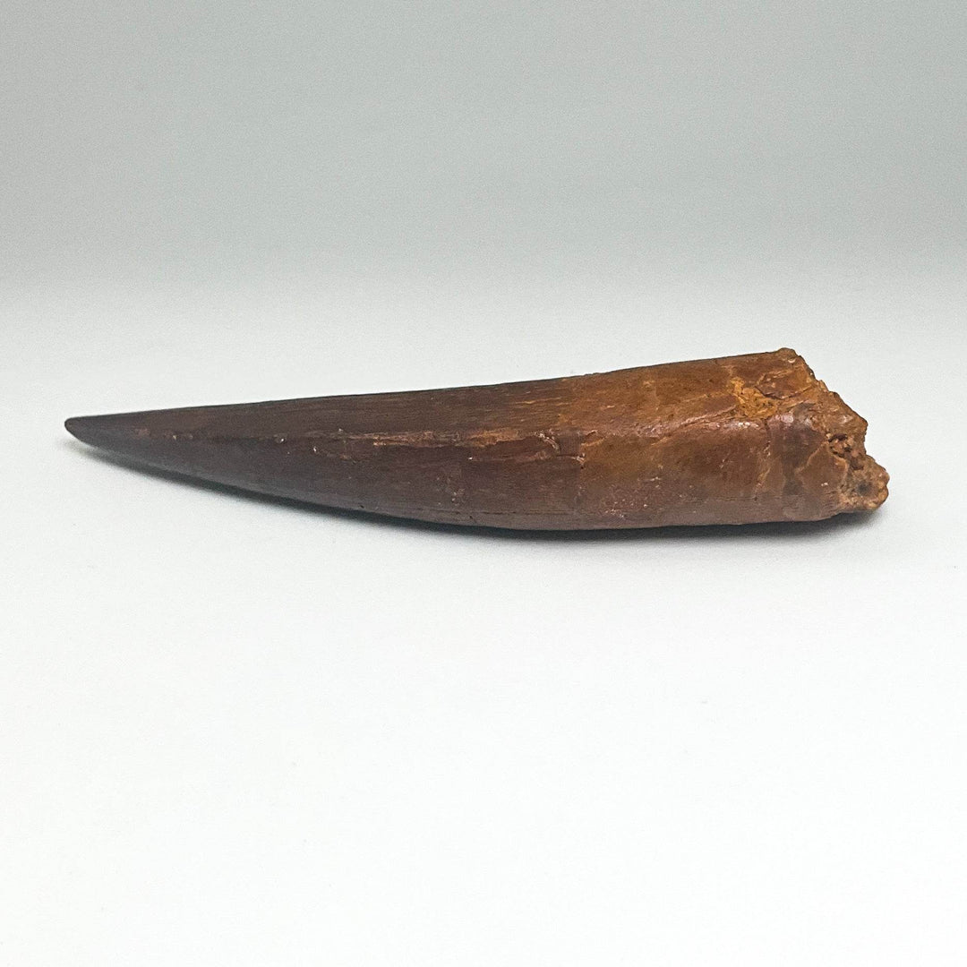 Fossilized Spinosaurus Tooth Specimen - Rocks and Gems Canada