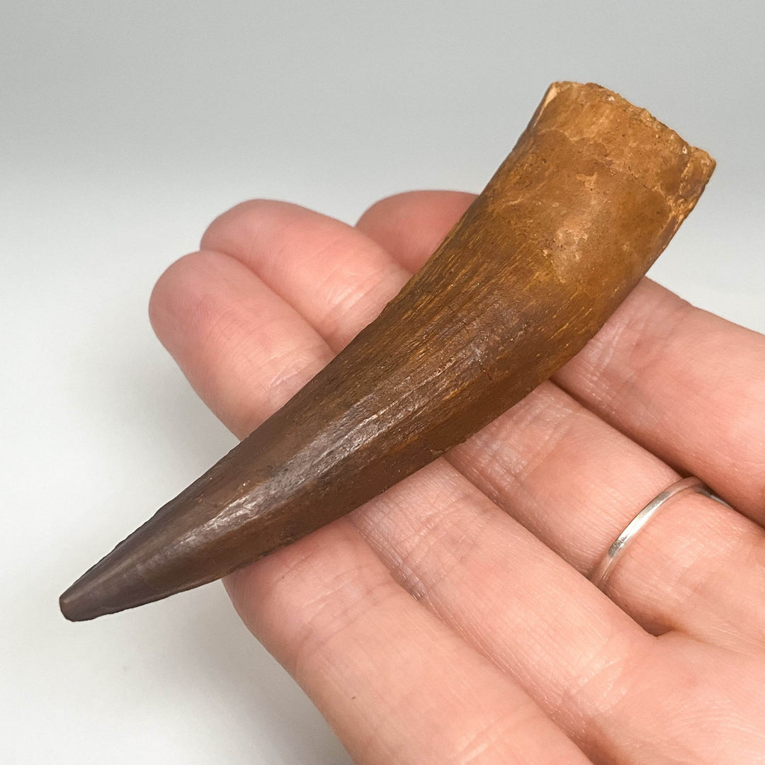 Fossilized Spinosaurus Tooth Specimen - Rocks and Gems Canada