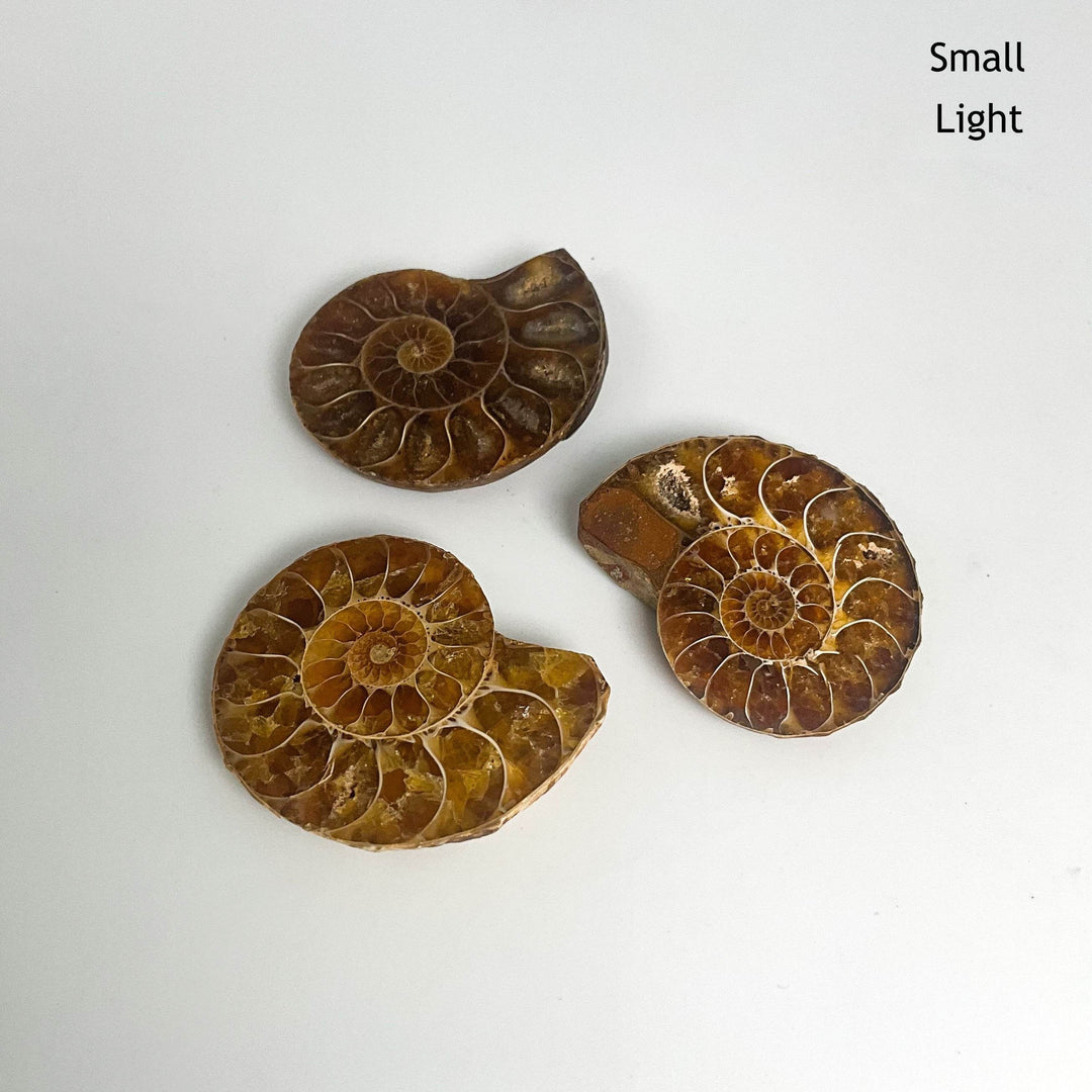 Chambered Ammonite - Rocks and Gems Canada