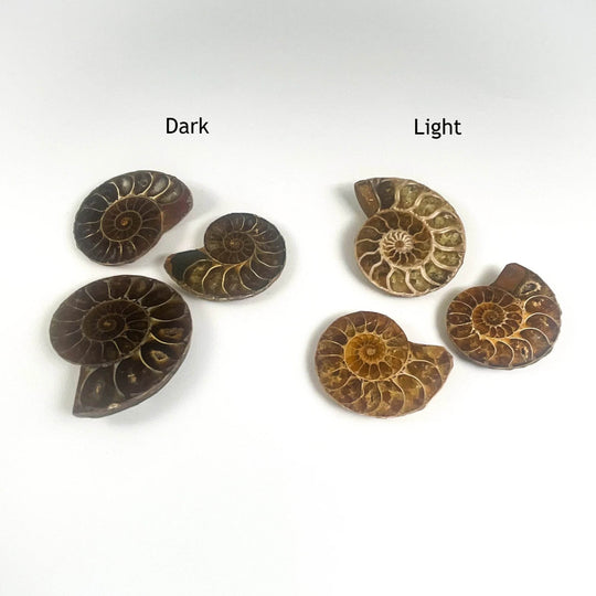 Chambered Ammonite - Rocks and Gems Canada