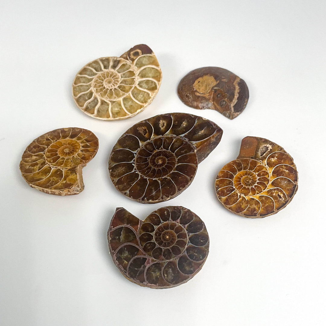 Chambered Ammonite - Rocks and Gems Canada