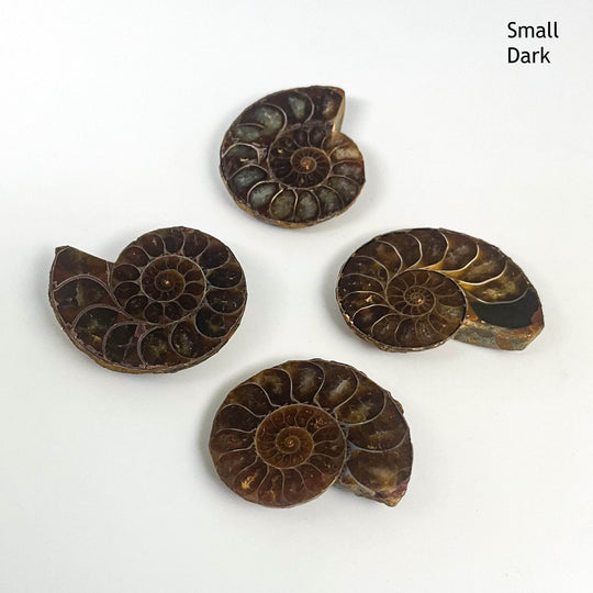 Chambered Ammonite - Rocks and Gems Canada