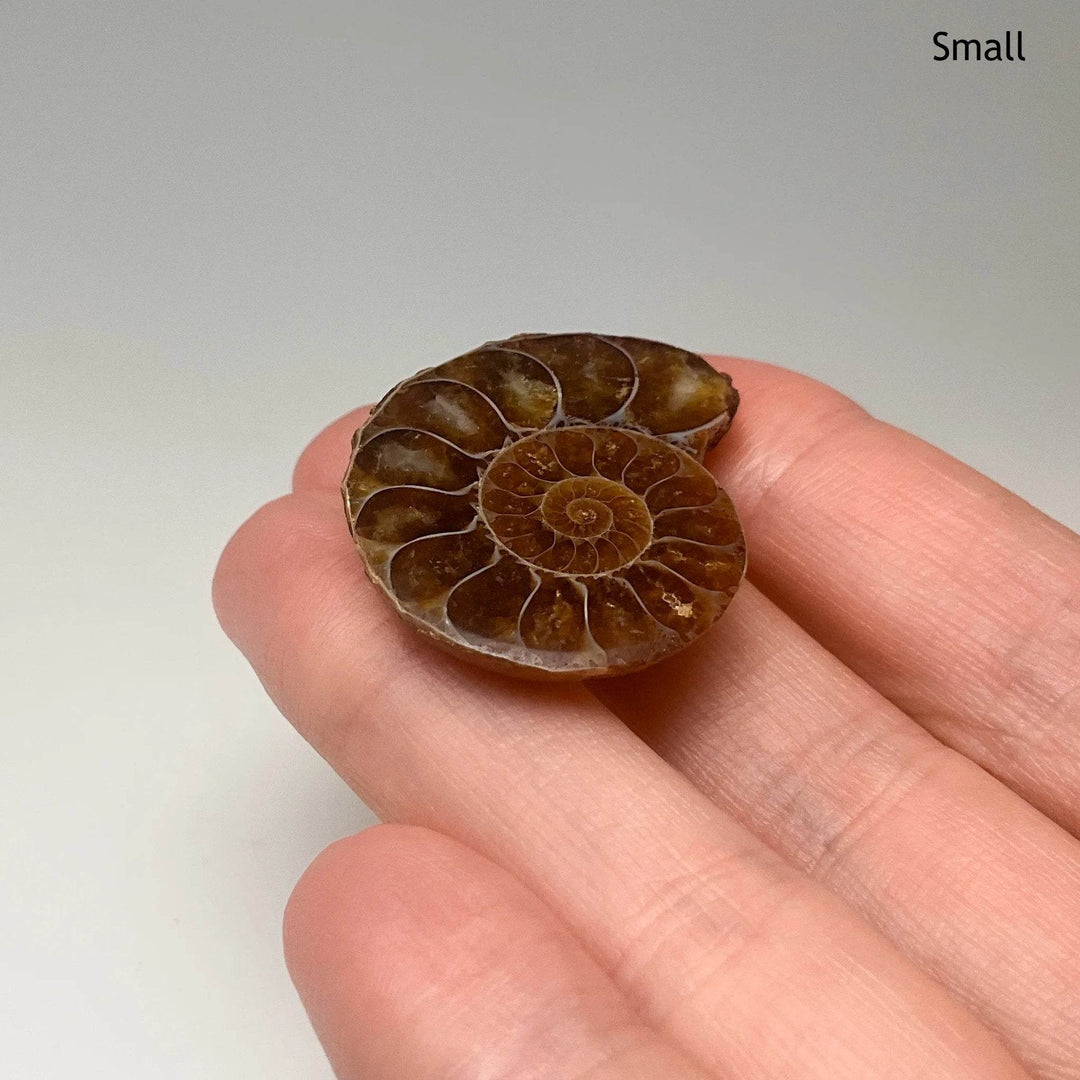 Chambered Ammonite - Rocks and Gems Canada