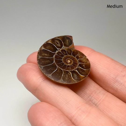 Chambered Ammonite - Rocks and Gems Canada