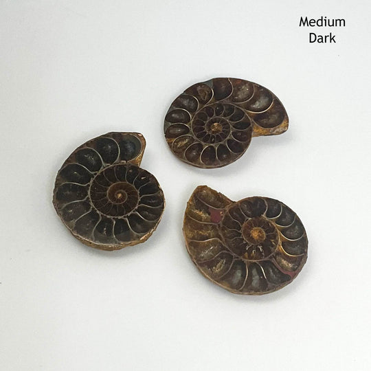 Chambered Ammonite - Rocks and Gems Canada