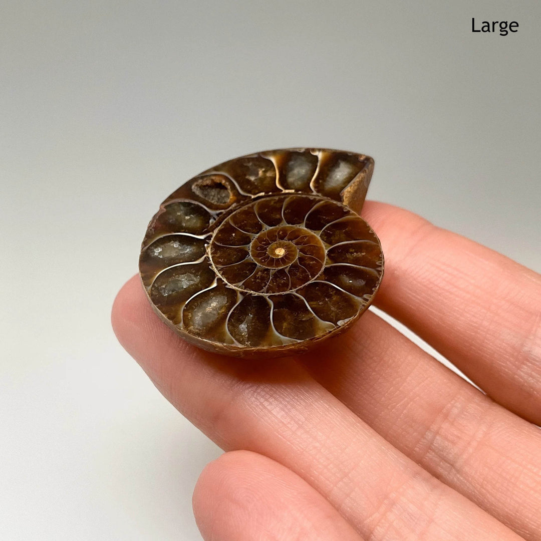 Chambered Ammonite - Rocks and Gems Canada